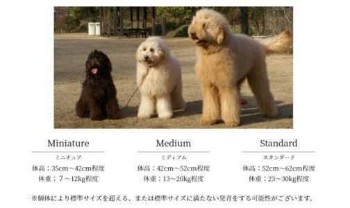 キムタクの犬の種類 【画像】キムタク・cocomi・kokiの愛犬は6匹？犬種や散歩の様子、名前を紹介｜KININARU JORNAL